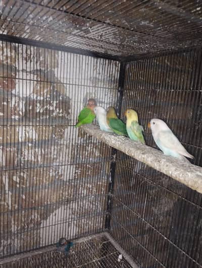 love bird parrot  albino  green fisher pastleno