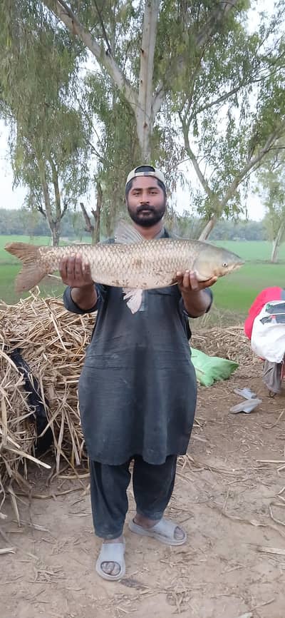 fresh river fish dastyab hay mazeed tafsilat k liye rabta karein