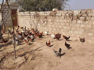 Golden Misri Hens For Sale