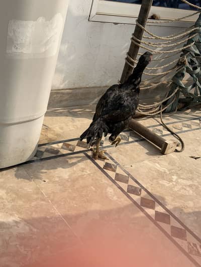 Pure Aseel Desi hens ( vehari breed)