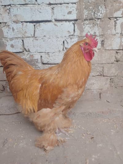 golden buff young male