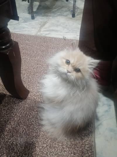 parsion tripple cot cat