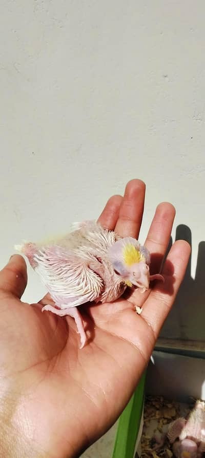 Cream Cockatiel Handtame chick