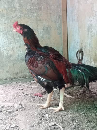 pure Aseel murga for sell urgent sell