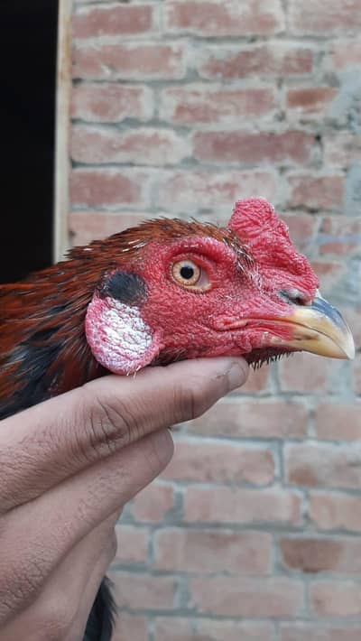 aseel murga for sale