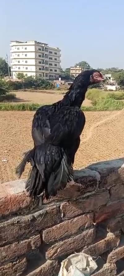 5 Top class madiya for sale