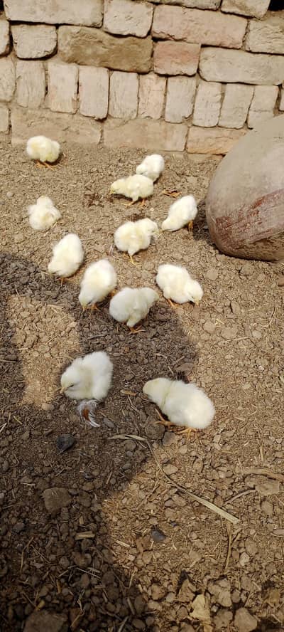 Broiler Chicks For Sale