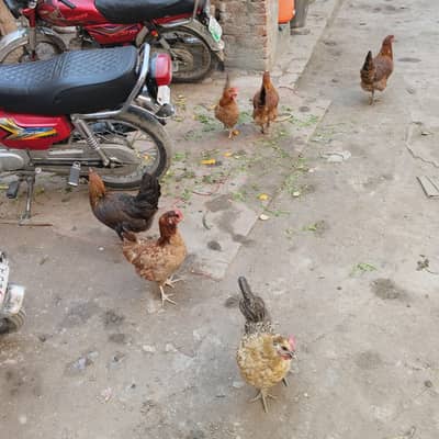 anda wali Desi murgian   03094522578