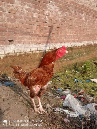 aseel murga for sale