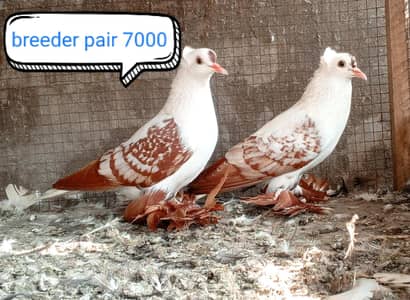fancy pigeon | kabutar| Jacobin|  frillback saddle | amarican fantail|