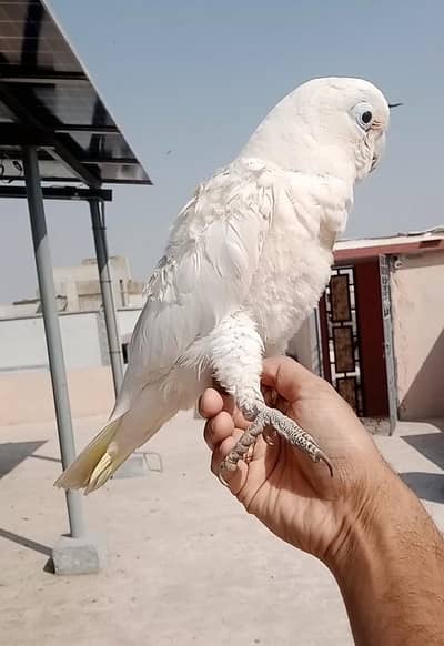 little cocato tamed talkative 03156376925