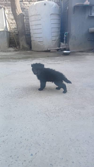 Black german shepherd puppy for sale