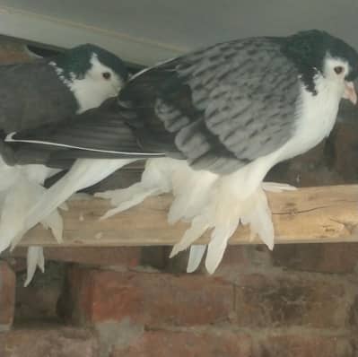 lahori shirazi big size 2 breeder pair for sale