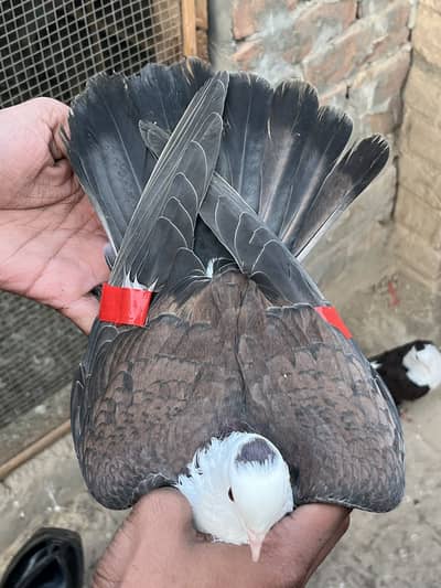 1500 per Pepsi karblai 3 male 1 female pathy