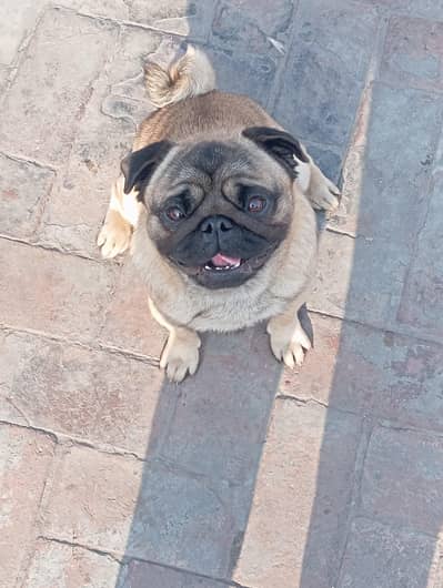 kcp padgree only stud boy