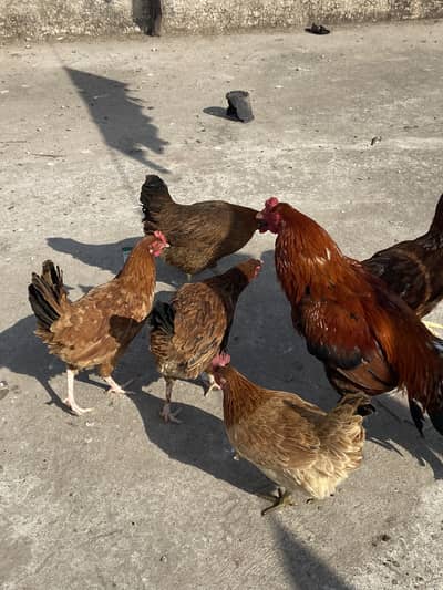 Desi murgiya 7 ha WhatsApp 0/3/3/5/7/2/8/9/1/1/3