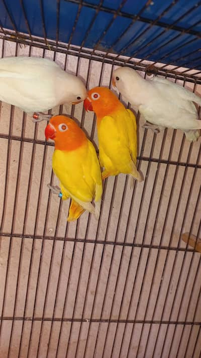 lutino opline red eye