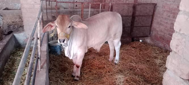 Brahman Bachra for Sale