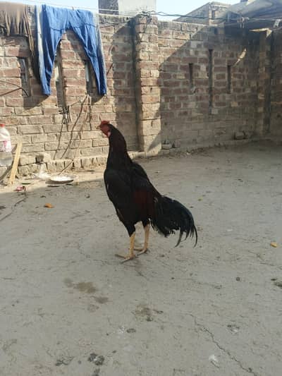 Aseel best murga for sale.  details Whatsapp 03261030772