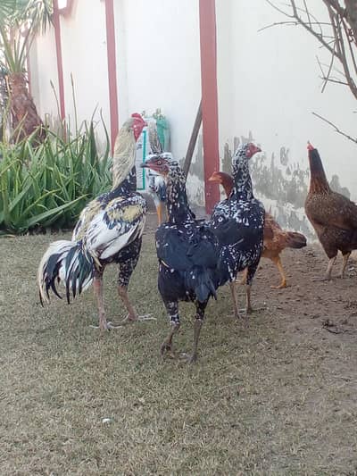 1 Aseel Murgha or 2 Murghiyan