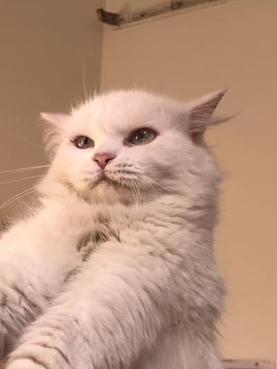 Home bread white colour 1year