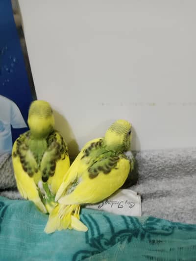 astralian chicks for handtame/cage for sale / parrot pair