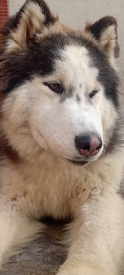 8 months old siberian husky male