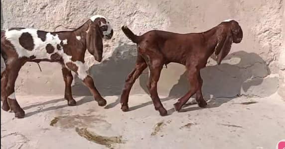 Masha Allah  Extreame Quality Male & Femal Extreame Quality whatsapk