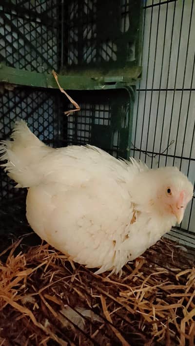 Heera Aseel Kurak female