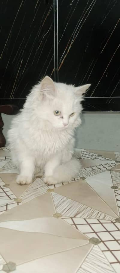 Beautiful 4-Month-Old Persian Female Cat for Sale