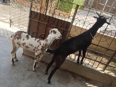 2 Kodu tapry 2 Barry tapry