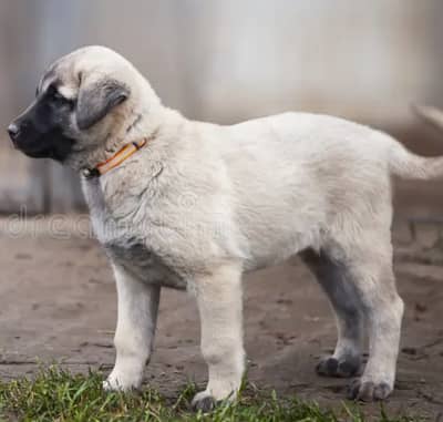 Turkish Kangal Male Puppy