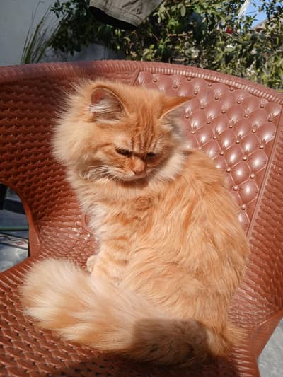 triple coated golden persian cat