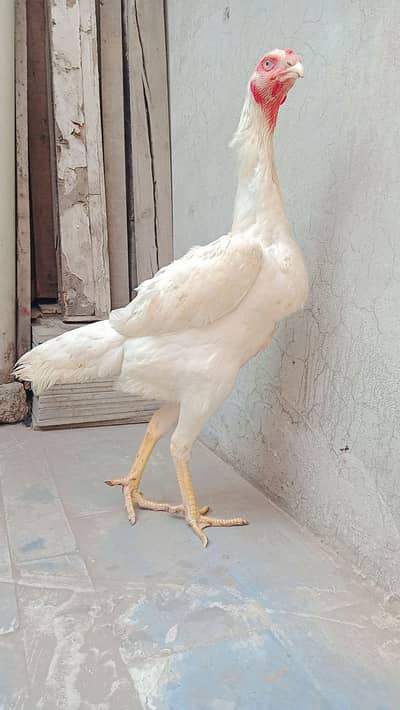 jermon white Ho shamo big offer