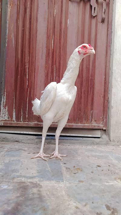 jermon white Ho shamo big offer