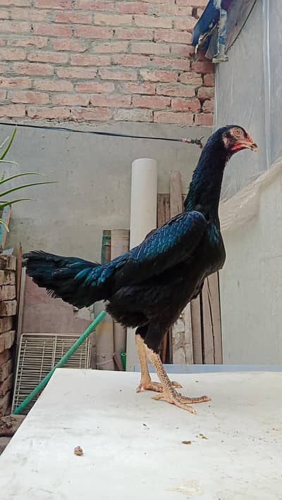 Germon black O shamo female For sale