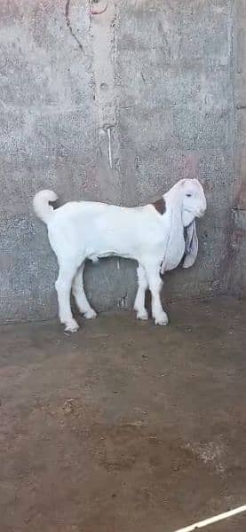 Top quality gulabi blood line bakray.