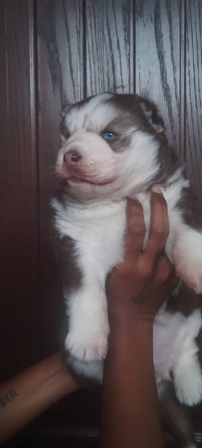 siberian husky with healthy and heavy muscles and bone structure