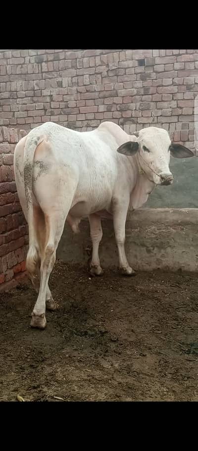Bull | nukra cross Wcha | ablak Bull | bachry | qurbani bull Wacha