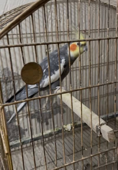 Cockatiel Breeder Pair with 3 Fertile Eggs for Sale