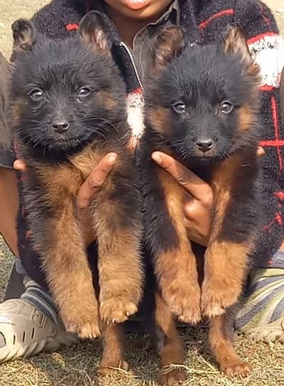 German Shepherd puppies for sale