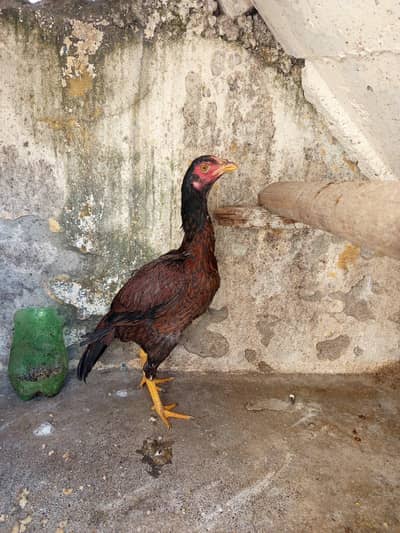 Pure ASEEL  bird for sale