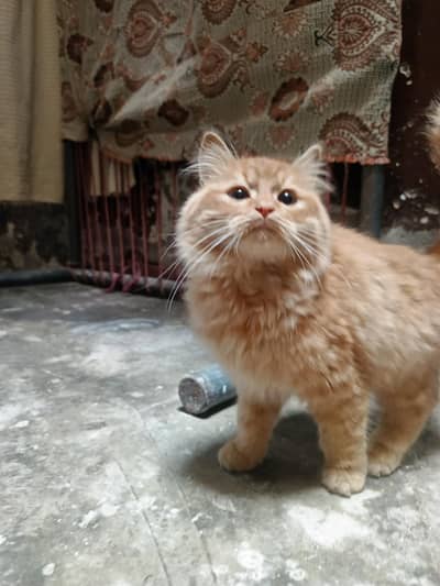 Persian Cat Pair for sell brown color