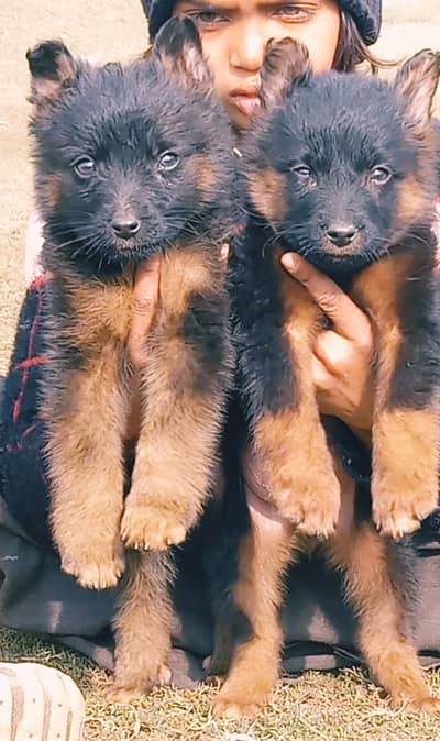German Shepherd female for sale