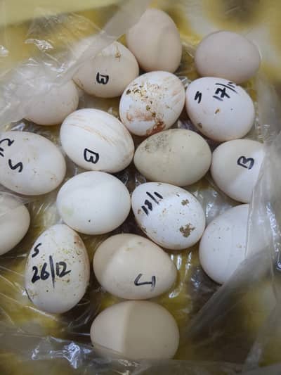 Sebright, bantam Japanese eggs