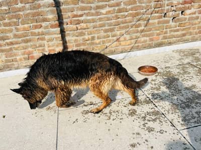 German shepherd Breeder female long coat