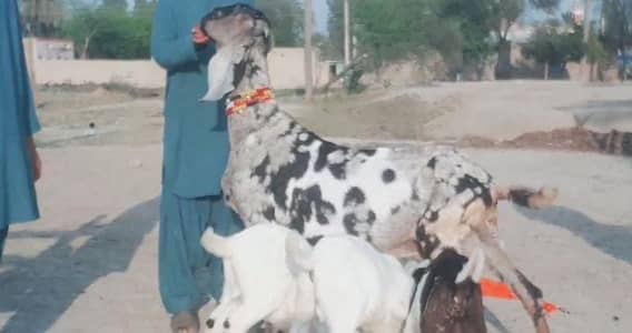3 Bacchon Ka Sath Desi Bakri For Sale/  03425820107