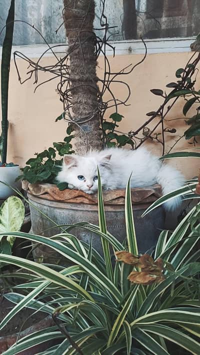 white persian double coated