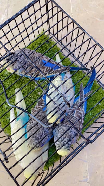 Exhibition budgie uk bloodlin and rainbow undersize budgie