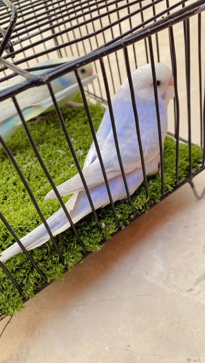 Exhibition jumbo size budgie uk bloodline and rainbow undersize budgie